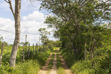 Fototapeta premium Caminho da Roça