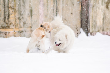 Dogs of the breed Samoyed and Labrador in winter