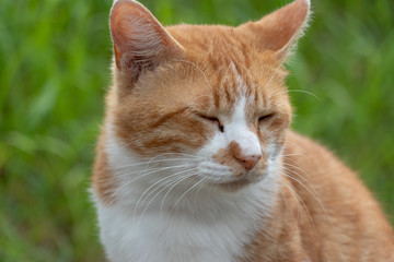 Stray cat in the Apartment complex of Yachiyo city, Chiba prefecture, Japan