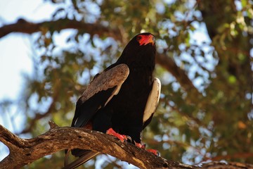 Bateleur