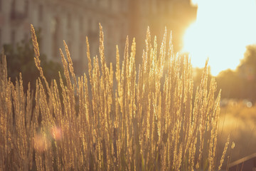 Grass field in the backlight of the sun
