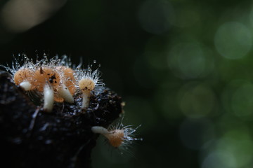 Champagne mushrooms on timber in the forest.