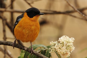 Chorchester robin