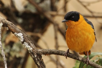Chorchester robin