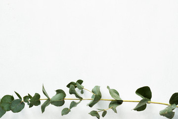 floristry minimalistic art. green eucalyptus twig on white background. nature and plants. copy space concept