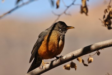 Olive Thrush