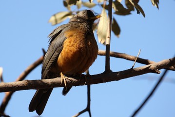 Olive Thrush