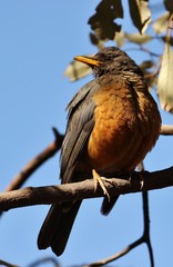 Olive Thrush
