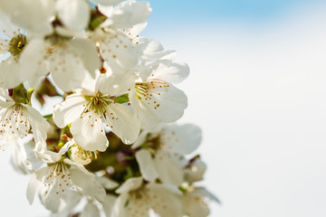 Flowering of an apricot on a white background