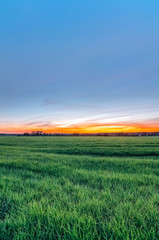 Rural field with wheat and sunset on the horizon