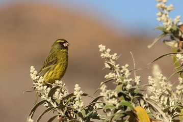Canary in South africa