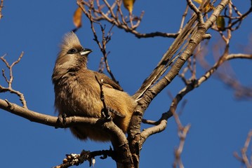 Mousebird in South africa