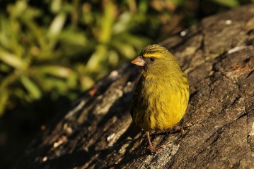 Canary in South africa