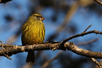Canary in South africa