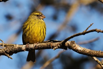 Canary in South africa