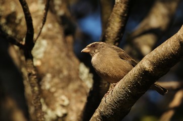 Seedeater in south africa