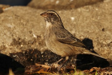 Seedeater in south africa
