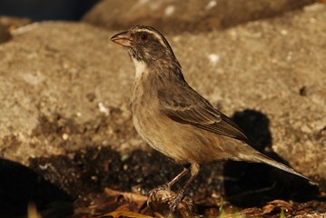Seedeater in south africa