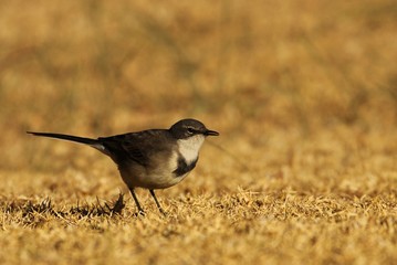 Cape wagtail