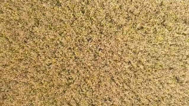 Wheat Field at Sunrise, Top View. Drone shot: Ears of wheat swaying at the wind at sunny morning. Harvest and Crop concept