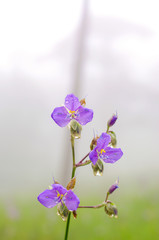 Naklejka premium Close-up the purple flower. Dew drop on the purple flower in pine tree forest in the mist and rain at Phu Soi Dao National Park, Thailand