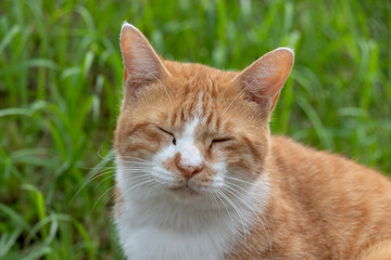 Stray cat in the Apartment complex of Yachiyo city, Chiba prefecture, Japan