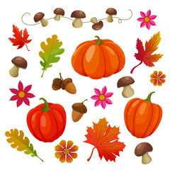 Set of the autumn elements, icons for thanksgiving or seasonal design. Pumpkins, mushrooms, acorns, autumn leaves and flowers on white background.