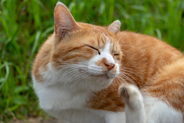 Stray cat in the Apartment complex of Yachiyo city, Chiba prefecture, Japan