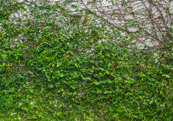 Fototapeta premium Lush green wall for texture background. Green ivy on the concrete wall.