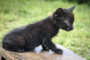 Cute kitten cat photo