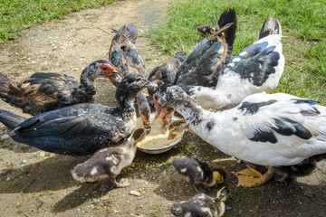 Obraz premium Animal duck still eating