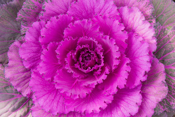 Obraz premium Ornamental cabbage