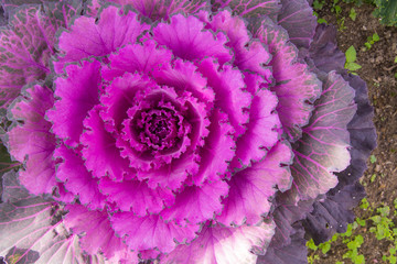 Ornamental cabbage