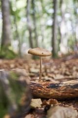 森に自生するキノコ