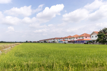 Fototapeta na wymiar Rice farm near modern house