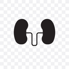 kidneys icon isolated on transparent background. Simple and editable kidneys icons. Modern icon vector illustration.
