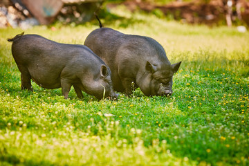 Vietnamese big-bellied black pigs. Are grazed on a farm on a clear green meadow with a fresh grass and flowers