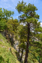 Fototapeta premium Pine forest on the mountainside. Eagle Nest in Sochi, Russia