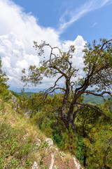 Pine forest on the mountainside. Eagle Nest in Sochi, Russia