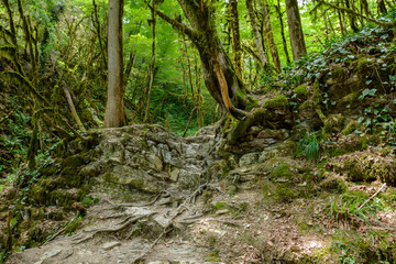 Mossy trees growing on a rock in the rainforest