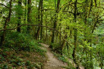 Fototapeta na wymiar Path in the rainforest among moss trees
