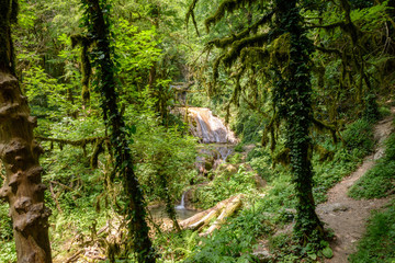 Path in the rainforest among moss trees