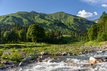 Fast mountain river in the mountains of Abkhazia, Georgia. Alpine meadows in the mountains