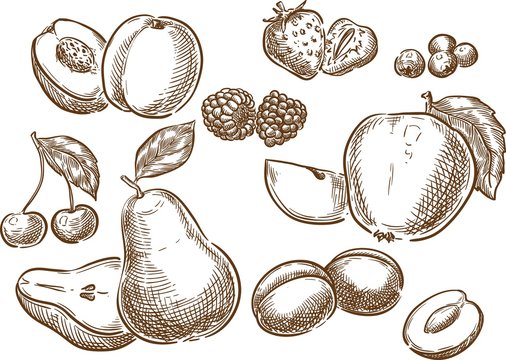 Fruits / Sketch hand drawn fruits illustration, engraving, ink, line art. Creative conceptual vector.