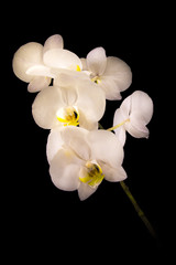 Fototapeta na wymiar Orchide weiß 