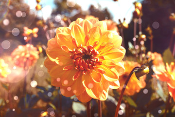 Grußkarte - Dahlien Blumenstrauß - Herbst 
