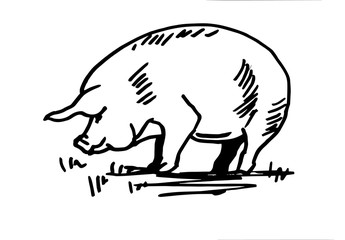 Domestic pig. Line drawing