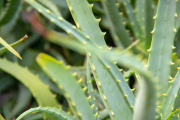 道端のアロエ