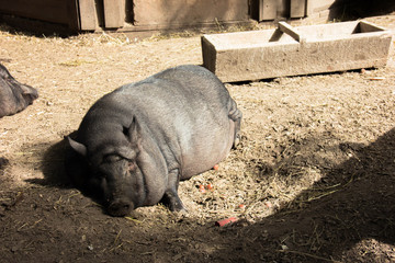 Large pot-bellied vietnamese pig. Black pig on the farm. Sleeping Pig
