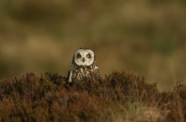 A beautiful Short-eared Owl ( Asio flammeus) sitting in Heather on North Uist, Scotland.